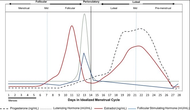 Gráfico das fases do ciclo menstrual e alterações hormonais.